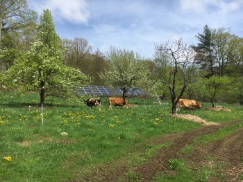 Cows in field