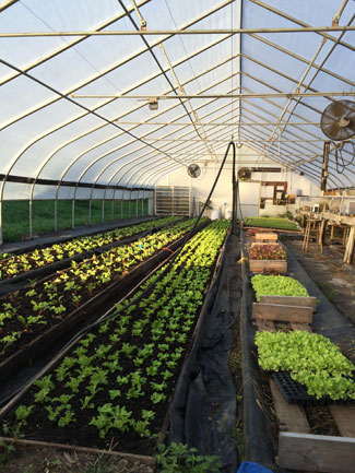 High Tunnel at Simple Gifts Farm