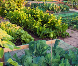 Raised bed community garden plot