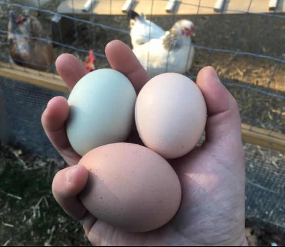Backyard Eggs
