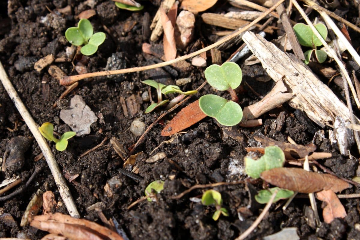 Small brassicas sprouting from a mulched garden bed