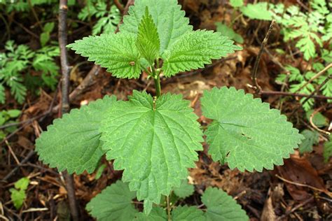 Stinging Nettle