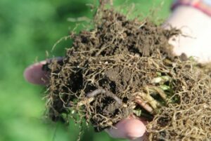 25091393640_454bce0b00_z_0 heathy soil