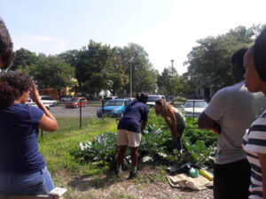 Tapley Court Community Garden
