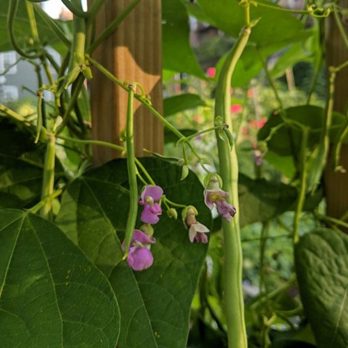 bean plant