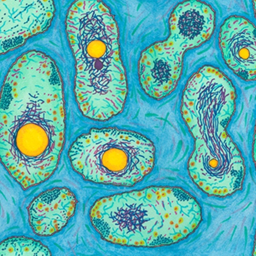 illustrrated microorganisms