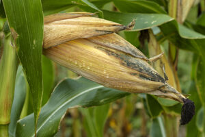 Closeup of corn on the stalk