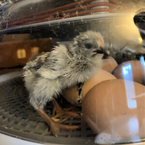 A dry chick standing among eggs in an incubator