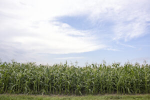 side view of a corn field with blue sky and wispy clouds above
