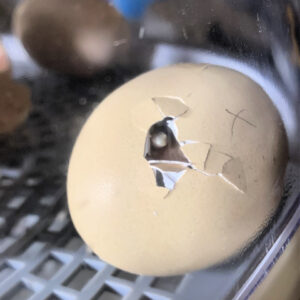 An egg with a hole poked out from a chick inside