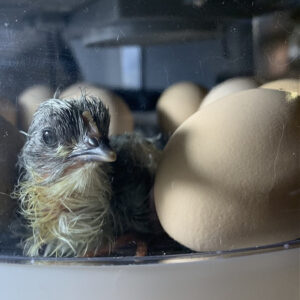 A baby chick next to eggs in an incubator