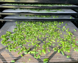 Chopped garlic scapes on a dehydrator tray