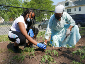 Two women planting seedlings