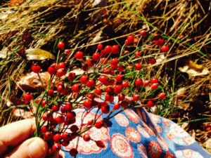 Red rose hips on small branches