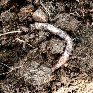 An earthworm in soil