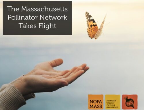 Rosemary Malfi joins NOFA/Mass as Pollinator Network Coordinator