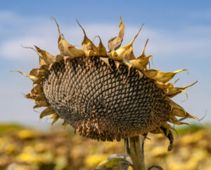 Sunflower drooping and beginning to dry on the field.