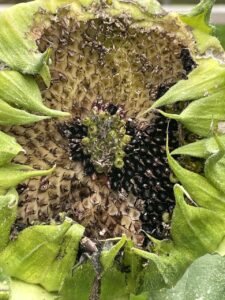 A sunflower head that is not quite dry, with seeds missing from bird foraging