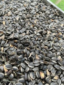 Black and grey striped sunflower seeds spread onto a cookie sheet