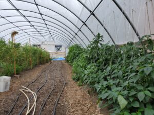 Plants growing inside a hoop house