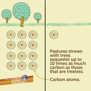Image stating that pastures strewn with trees sequester up to ten times as much carbon as those that are treeless