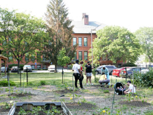 An urban garden with chainlink fence and brick building.