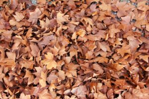 A close up of dried fallen leaves