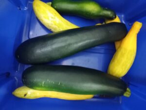 Green and yellow squash in a blue bin