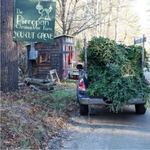 A pickup truck with a Christmas tree in the bed.