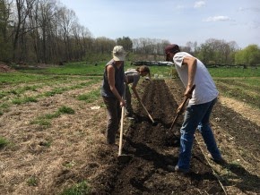 Three people hoeing in a garden bed