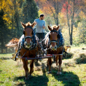 A person driving horses through a garden row