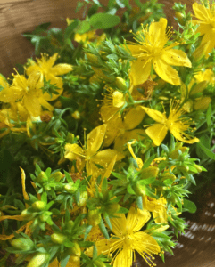 Yellow flowers