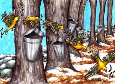 An artistic drawing of maple trees lined with sap buckets. Yellow birds flying in a line with music notes