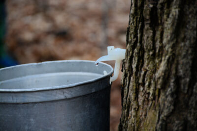 A maple tree tapped with a plastic tap dripping into a metal pail.
