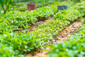 Garden rows with green plants growing between mulched walkways