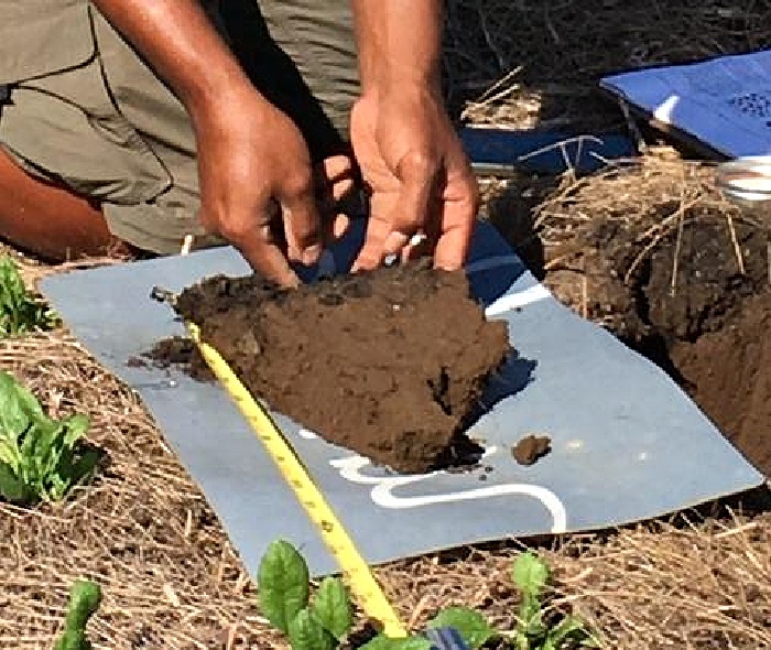 A soil sample being assessed