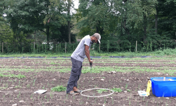 A person using a pentrometer, a long rod-like instrument that pushed into the soil