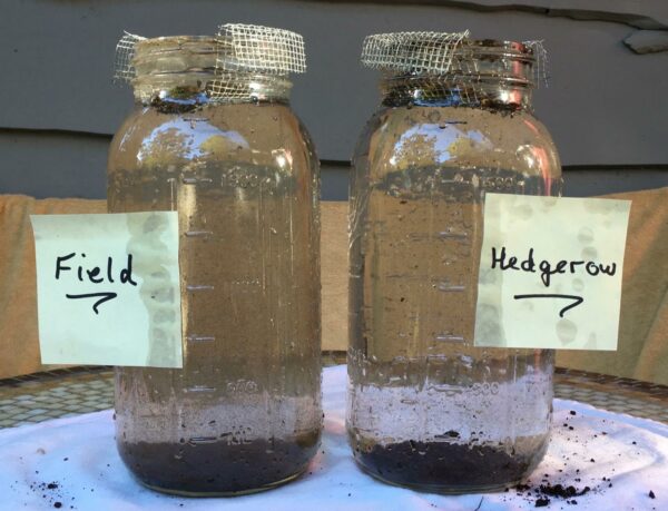 Two mason jars filled with soil and water