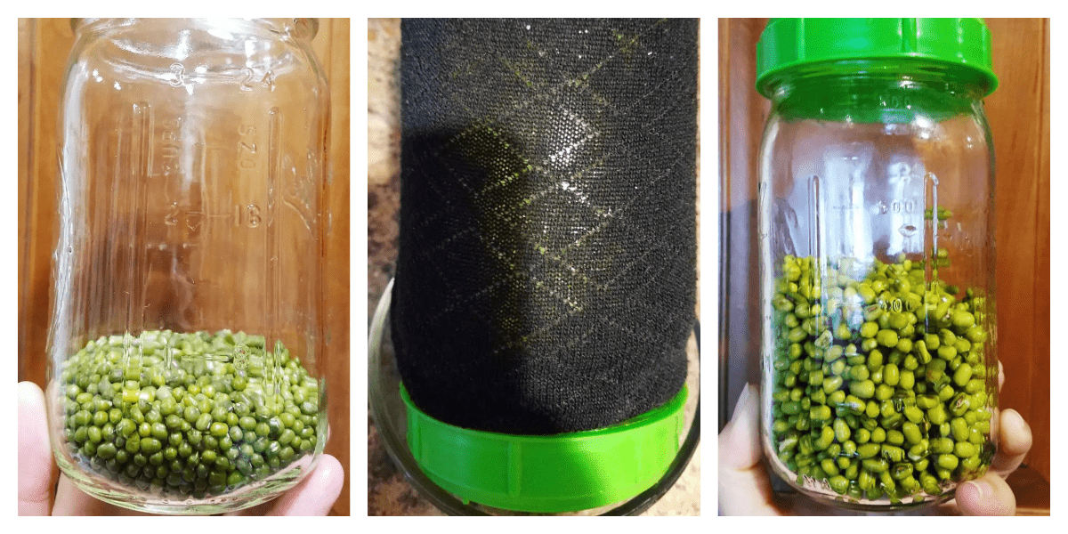 Three photos of mung beans being sprouted in a mason jar