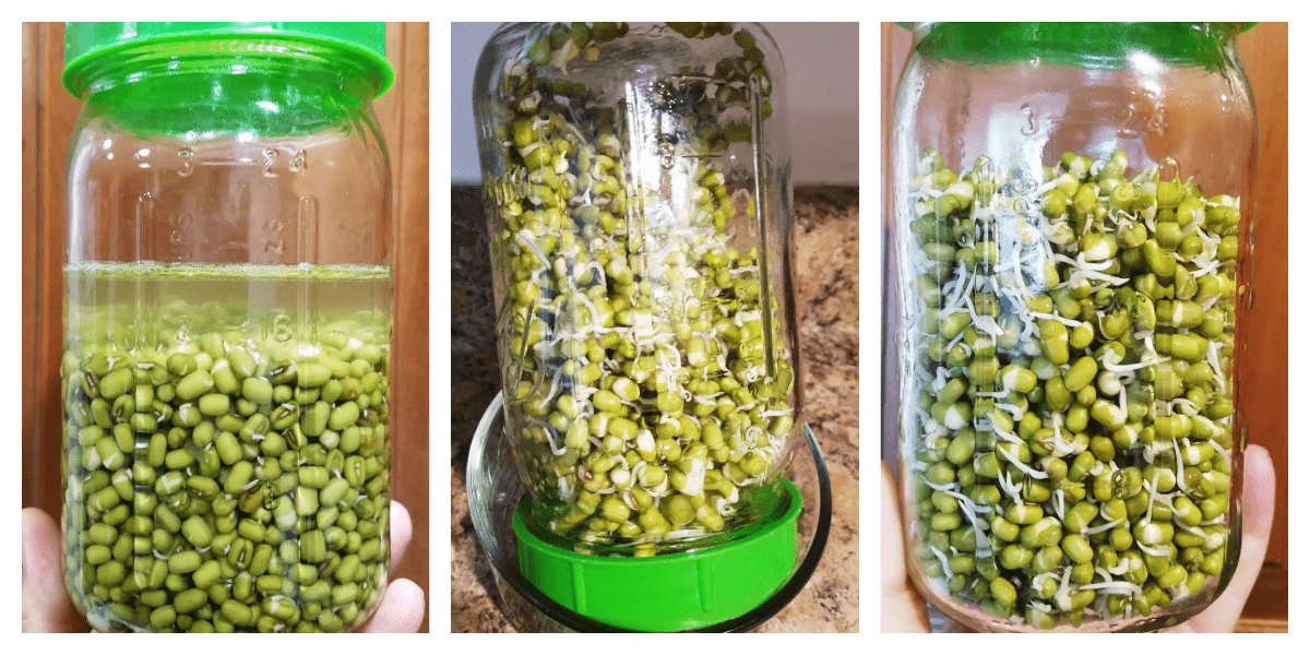 Three images of mung beans being sprouted in a jar