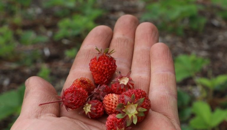 An open hand holding wild strawberries