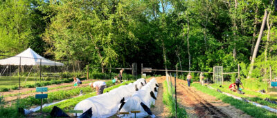 rows in a garden, two covered with remay