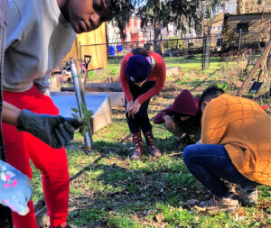 several people squatting down, looking at the grass and weeds, harvesting