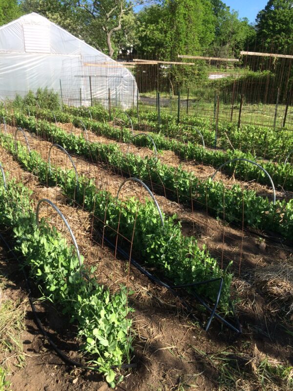 garden rows, including a row with remesh trellis