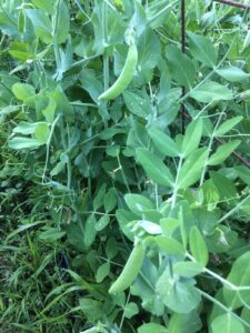 peas growing on a vine