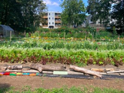 An urban garden