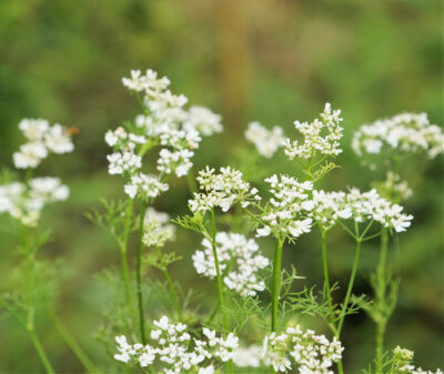 White cilantro flowers growing on a green plant