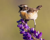 A small bird perched on a purple flower with beak wide open.