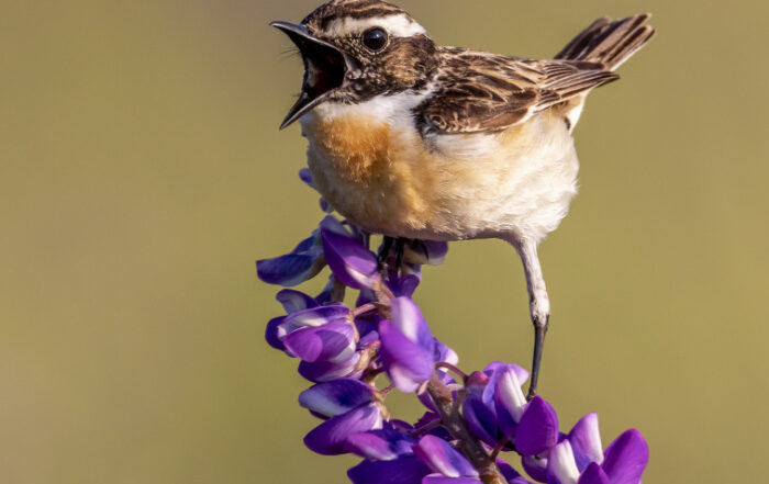 A small bird perched on a purple flower with beak wide open.