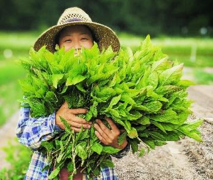 A farmer wearing a hat carrying an armful of green indigo leaves